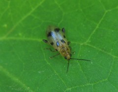 Systena nigroplagiata