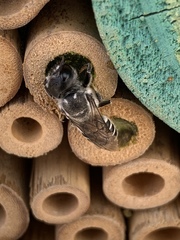 Chelostomoides