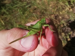 Tettigonia viridissima