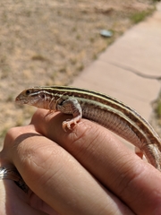 Aspidoscelis gularis