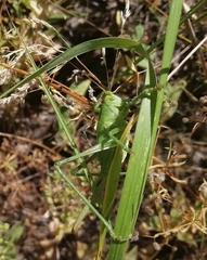 Tettigonia viridissima