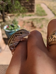 Aspidoscelis gularis