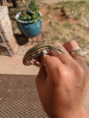 Aspidoscelis gularis