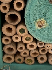 Chelostomoides