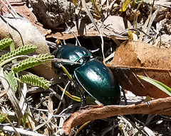 Pasimachus mexicanus
