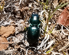 Pasimachus mexicanus