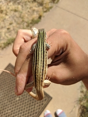 Aspidoscelis gularis