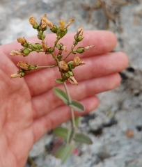 Hypericum lanuginosum
