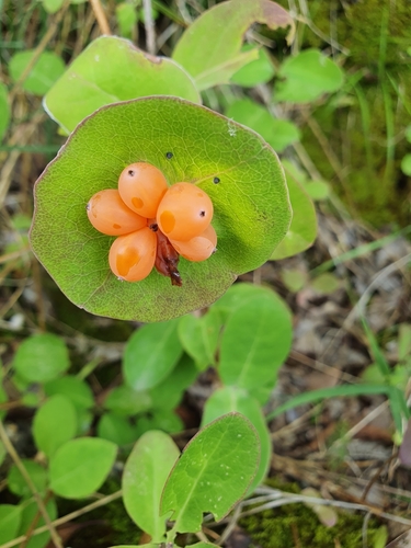Gartengeißblatt
