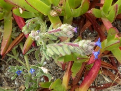 Anchusa calcarea
