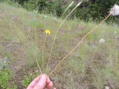 Microseris nutans