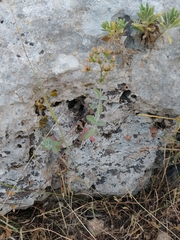 Hypericum lanuginosum