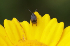 Bruchidius biguttatus