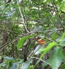 Mechanitis lysimnia