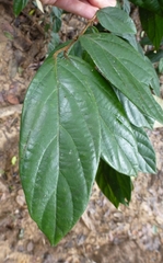 Diospyros thomasii