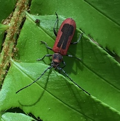 Holopleura marginata