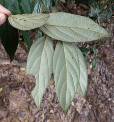 Diospyros thomasii