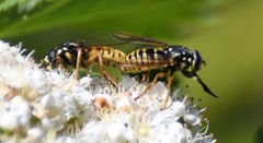 Temnostoma alternans