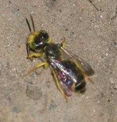 Calliopsis andreniformis