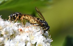 Temnostoma alternans