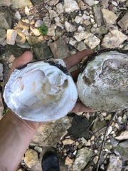 Cyclonaias tuberculata