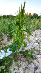 Rumex crispus