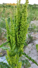 Rumex crispus