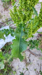 Rumex crispus