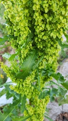 Rumex crispus