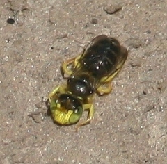Calliopsis andreniformis