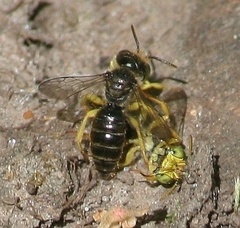 Calliopsis andreniformis