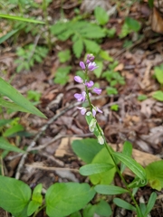 Polygala polygama