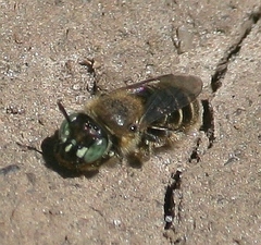 Calliopsis andreniformis