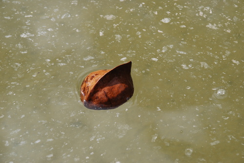 Heritiera littoralis