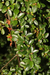 Cotoneaster divaricatus