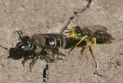 Calliopsis andreniformis