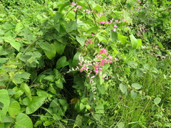 Antigonon
