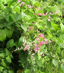 Antigonon