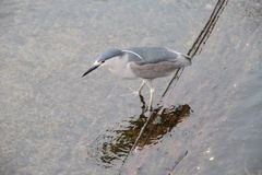 Nycticorax nycticorax