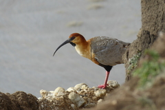 Theristicus melanopis