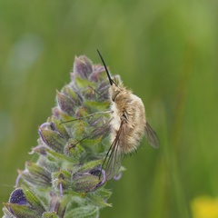 Bombylius