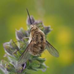 Bombylius