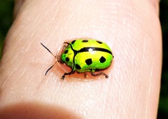 Coptocycla adamantina