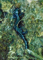 Ambystoma laterale