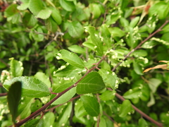 Eriophyes similis