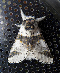 Furcula scolopendrina