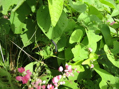 Diphthera festiva