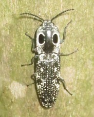 Alaus oculatus