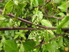 Eriophyes similis
