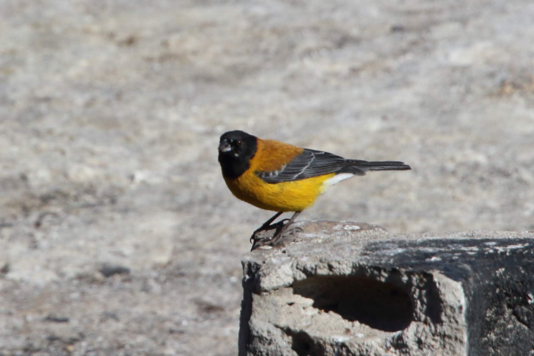 Black-hooded Sierra Finch illustration